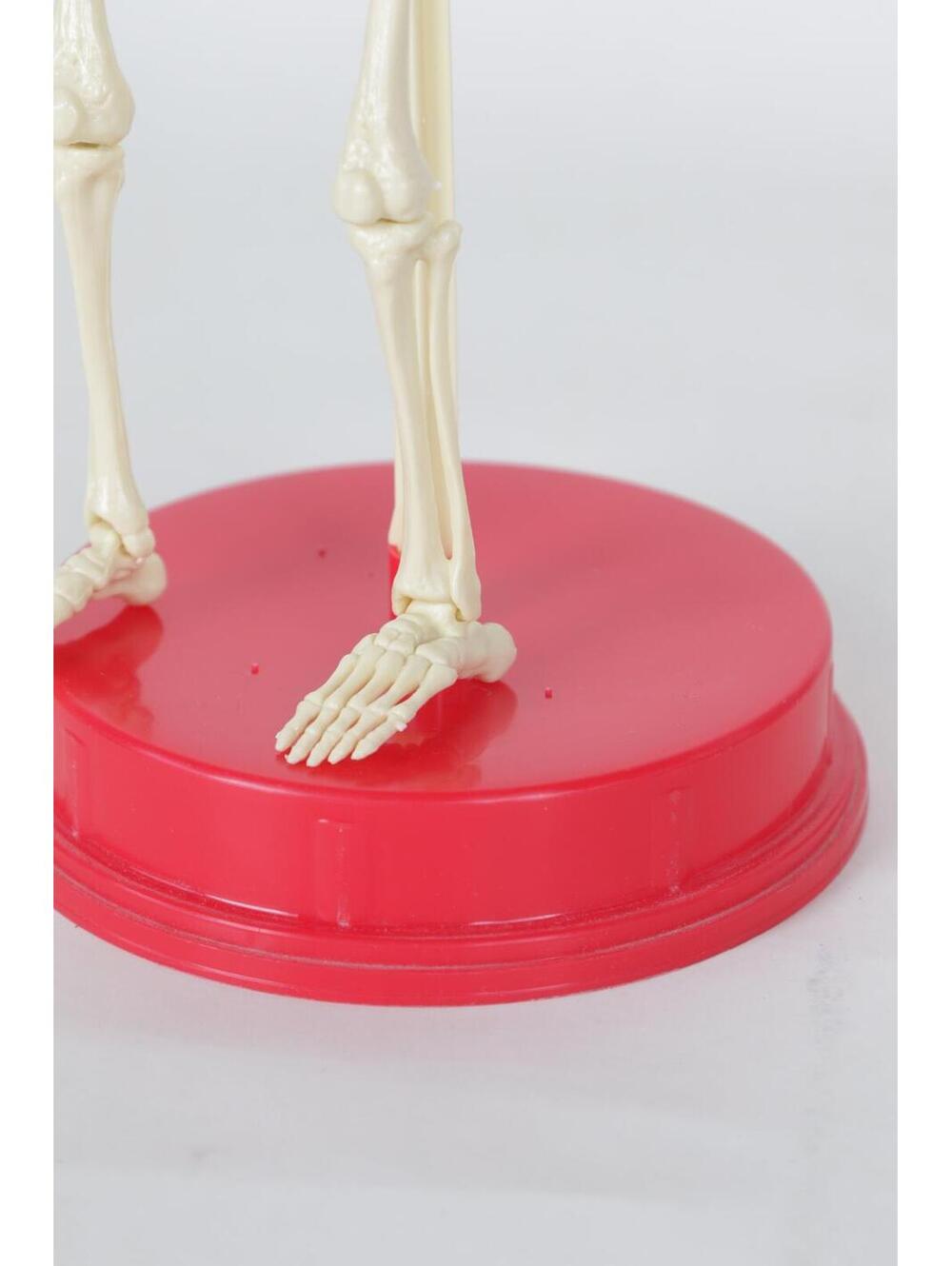 1991' Human Skeleton Model - Picture 3 of 4